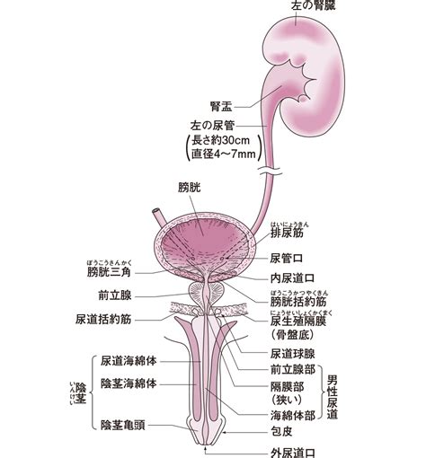 男性生殖器のしくみ（精巣・精管・精嚢・前立腺・尿道・射精）。